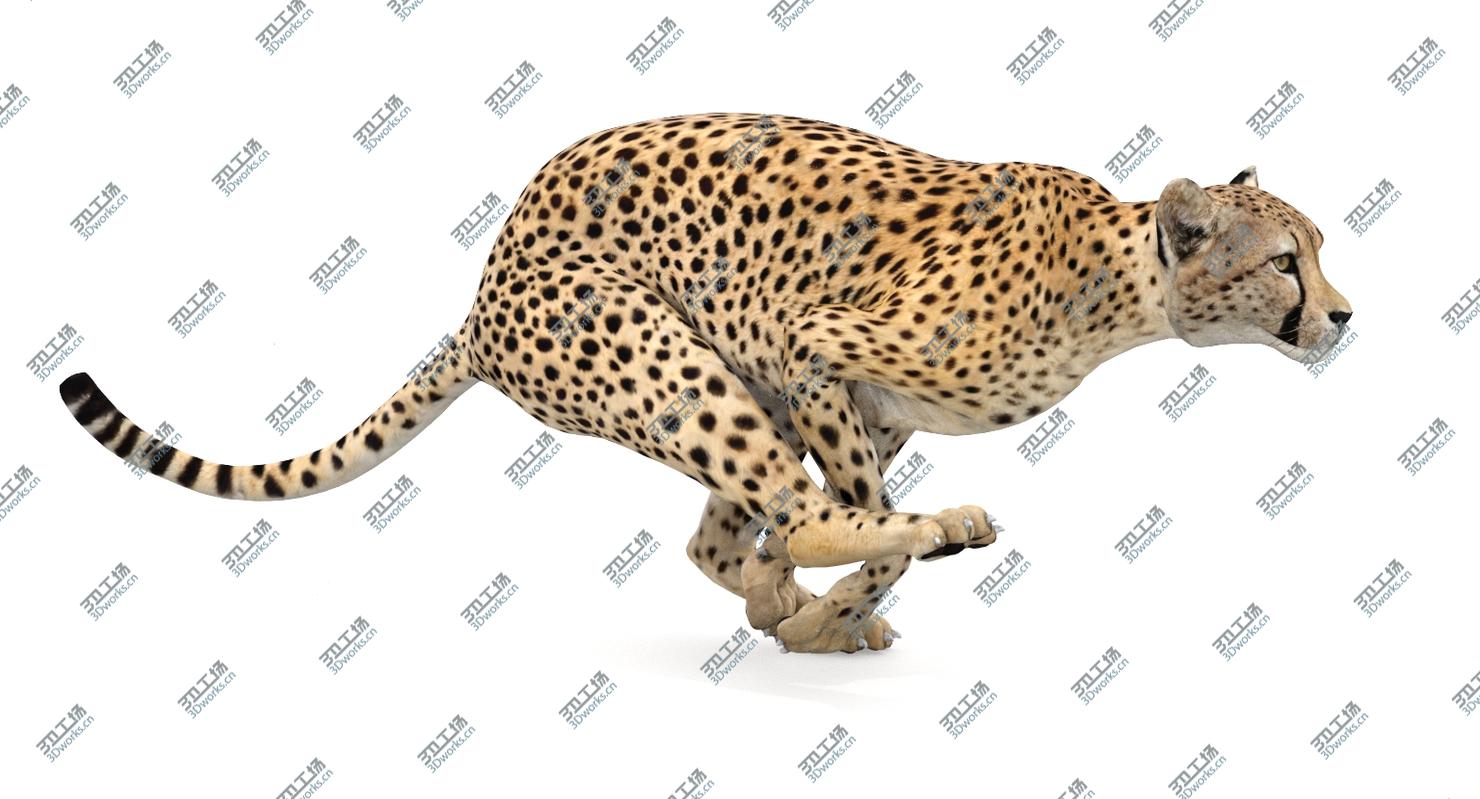 images/goods_img/2021040233/Cheetah Animated 3D model/3.jpg